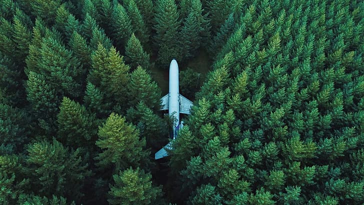 trees, airplane, top view, HD wallpaper