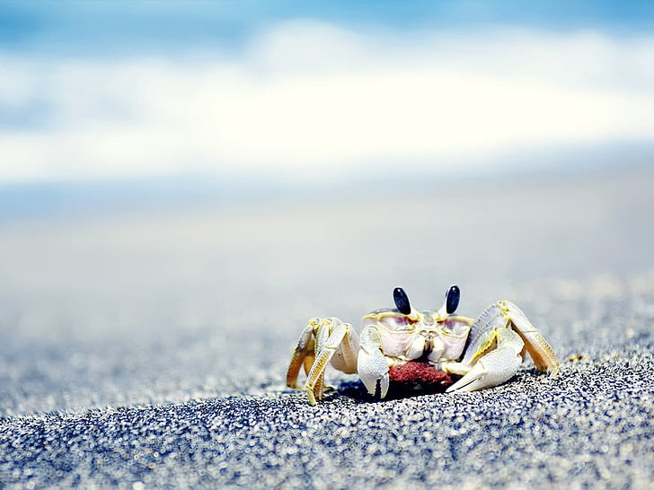 graue Krabben, Krabben, Meer, Sand, Tiere, Krebstiere, Eier, HD-Hintergrundbild