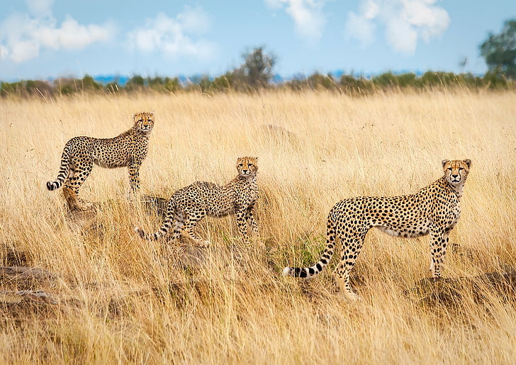 three Cheetahs, Savannah, Africa, trio, cheetahs, Trinity, HD wallpaper