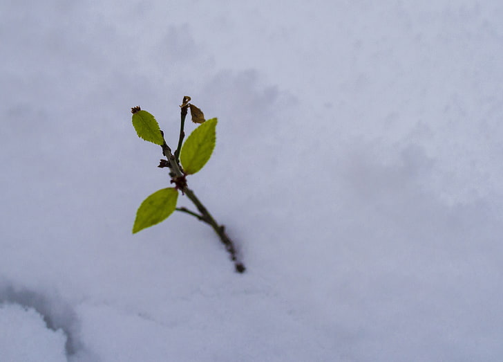 ฤดูหนาวหิมะฤดูกาลธรรมชาติน้ำแข็งมาโคร, วอลล์เปเปอร์ HD