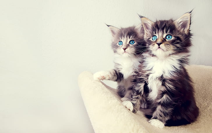 Sevimli kedi yavruları, sevimli kedi yavruları, sevimli hayvanlar, HD masaüstü duvar kağıdı