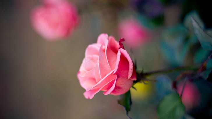 Розовая роза цветок макро фотография, боке, розовый, роза, цветок, макро, фотография, боке, HD обои