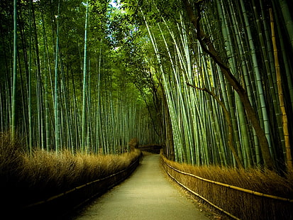 bamboo trees, bamboo, trees, road, nature, forest, HD wallpaper HD wallpaper