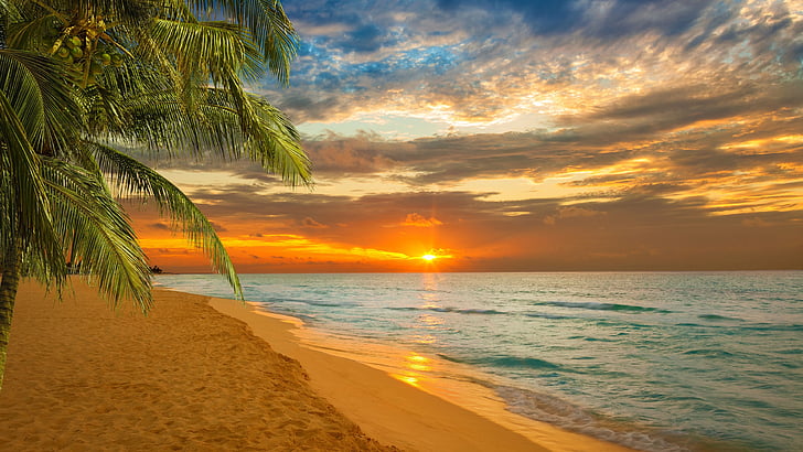 ocean, sand, sandy beach, kovalam, india, kerala, palm, evening, arecales, beach, kovalam beach, sunset, shore, palm tree, horizon, asia, tropics, sea, sky, HD wallpaper