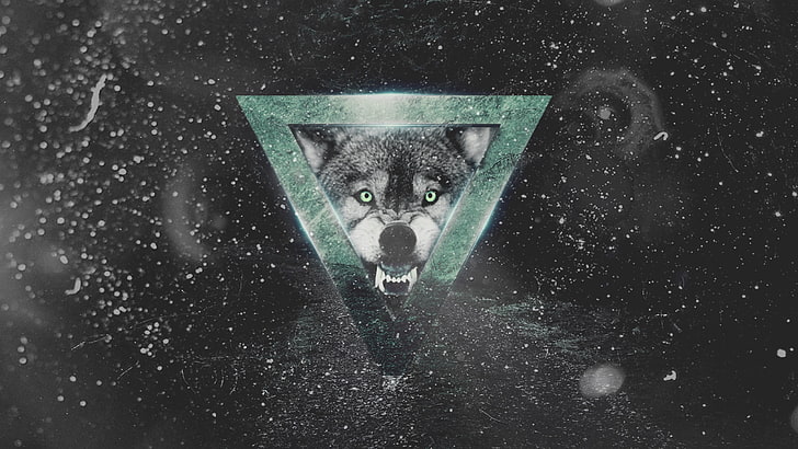 gray wolf wallpaper, wolf, HD wallpaper