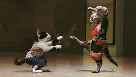 two tuxedo and silver tabby cats, cat, kung fu, ninjas, photo manipulation, humor, HD wallpaper HD wallpaper