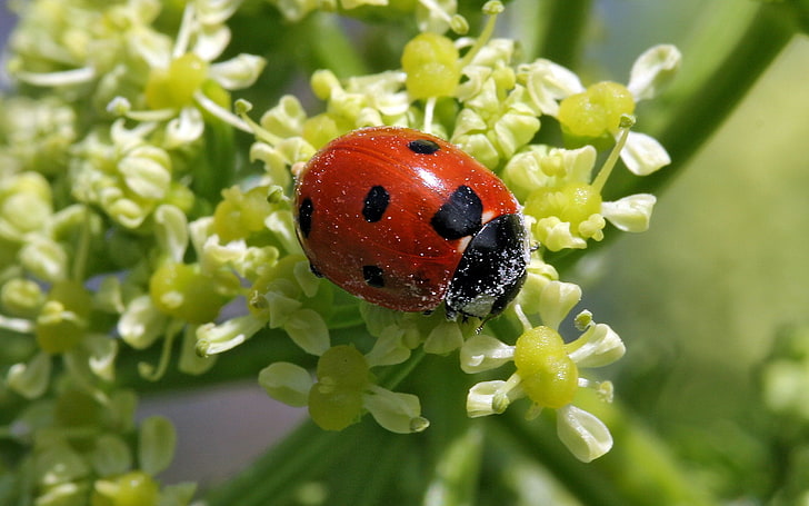 red and black ladybug, ladybug, grass, flowers, insect, HD wallpaper