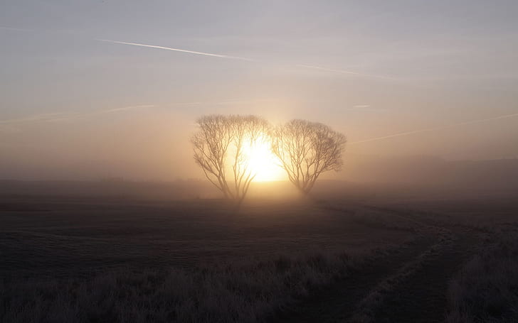Lever du soleil matin, brouillard, arbres, aube, Lever du soleil, matin, brouillard, arbres, aube, Fond d'écran HD