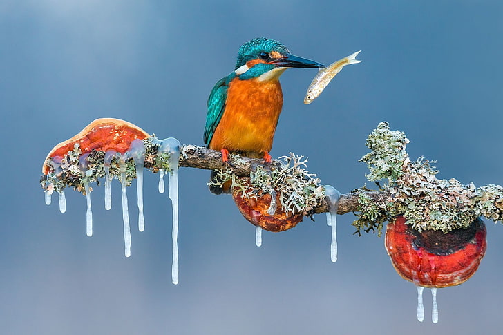 nature, animals, birds, branch, icicle, winter, fish, ice, Petar Sabol, clear sky, kingfisher, closeup, HD wallpaper