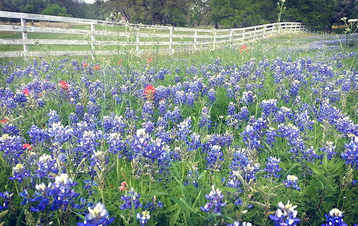 Earth, Texas Bluebonnets, Fence, Purple Flower, HD wallpaper