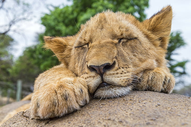 León, © Tambako El Jaguar, tigre marrón, descanso, roca, sueño, © Tambako El Jaguar, cachorro, gato, León, Fondo de pantalla HD