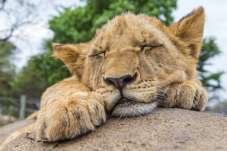Lion, © Tambako The Jaguar, tigre marrone, riposo, roccia, sonno, © Tambako The Jaguar, cucciolo, gatto, leone, Sfondo HD HD wallpaper