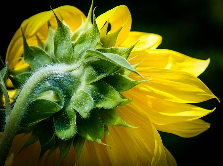foto von gelb blütenblatt blume, sonnenblume, sonnenblume, blume, natur, gelb, pflanze, nahaufnahme, blütenblatt, schönheit in der natur, blüte, HD-Hintergrundbild
