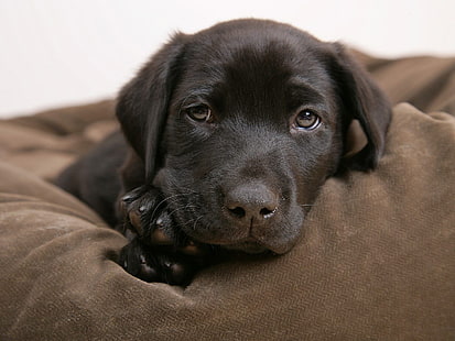 vuxen svart Labrador retriever, Hundar, Labrador Retriever, Choklad Labrador, Hund, Valp, HD tapet HD wallpaper