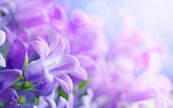 Purple Flowers Desktop Wallpaper Hd 5200 × 3250, HD tapet