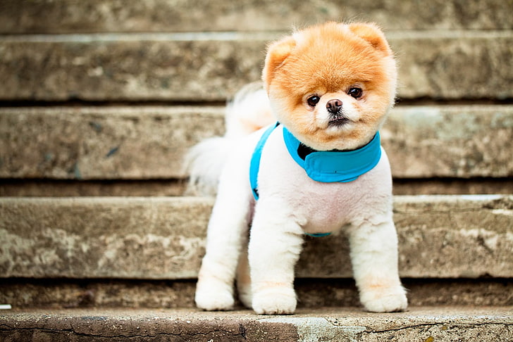tan boo Pomeranian, pomeranian, dog, breed, face, eyes, ears, collar, stairs, HD wallpaper