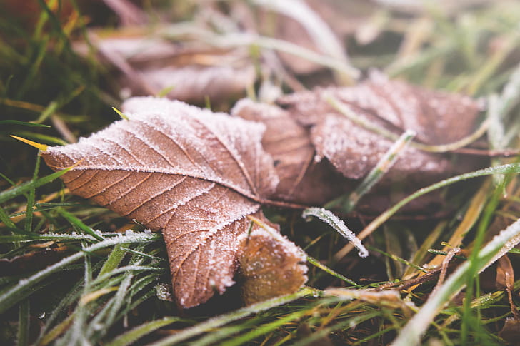 autumn, blur, close up, daylight, dried leaves, environment, fall, focus, grass, ground, light, nature, outdoors, park, season, HD wallpaper