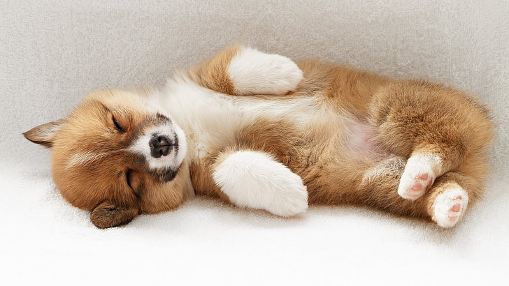 fawn Pembroke Welsh corgi puppy, dog, puppy, down, playful, HD wallpaper