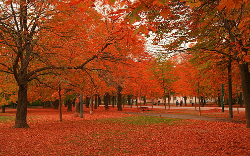 Красиви есенни дървета, природа, пейзажи, красиви тапети за природа, невероятни тапети за природа, hd тапети за природа, HD тапет HD wallpaper