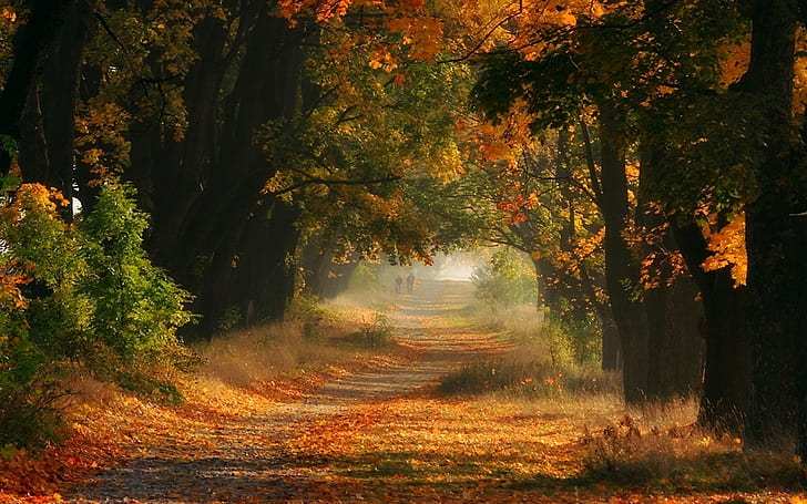 природа, пейзаж, туман, осень, деревья, листья, дорога, кустарники, HD обои