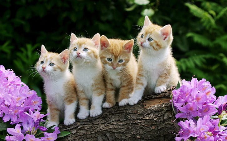 Curious Kittens, curious, kittens, HD wallpaper
