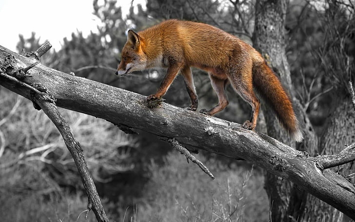 червена лисица, животни, селективно оцветяване, клон, лисица, дива природа, мъртви дървета, природа, дървета, HD тапет