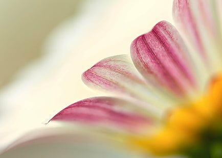 การถ่ายภาพแบบเลือกโฟกัสของดอกไม้กลีบดอกสีชมพูและสีขาวเดซี่เดซี่เดซี่เดซี่โฟกัสที่เลือกการถ่ายภาพสีชมพูขาวดอกไม้ดอกไม้มาโครระยะใกล้เดซี่สวนพฤกษศาสตร์เดนเวอร์โคโลราโดโฟกัสซ้อน Zerene Stacker ธรรมชาติ ปลูก, กลีบดอกไม้, สีชมพู, หัวดอกไม้, ใกล้ชิด, ความงามในธรรมชาติ, ฤดูร้อน, พฤกษศาสตร์, วอลล์เปเปอร์ HD HD wallpaper