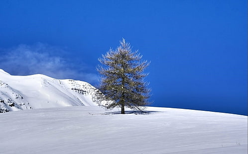 冬の松の木の風景写真、Seul、風景写真、松の木、冬、アルプ、オートプロヴァンス、山、Neige、南フランス、木、雪、自然、木、青、寒さ-温度、風景、季節、氷、屋外、森林、霜、空、白、ヨーロッパアルプス、 HDデスクトップの壁紙 HD wallpaper