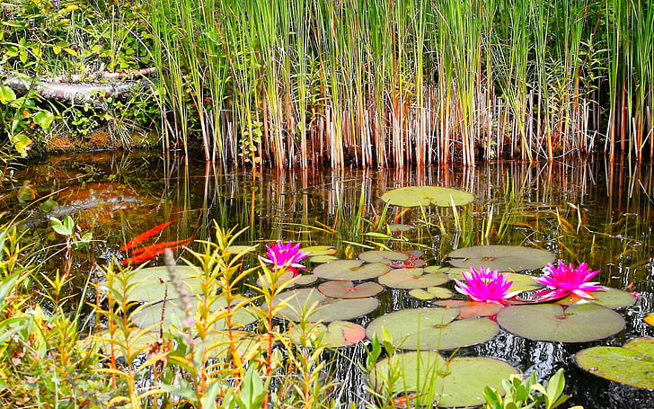 flor de loto púrpura, lirios, hierba, pantano, verano, Fondo de pantalla HD