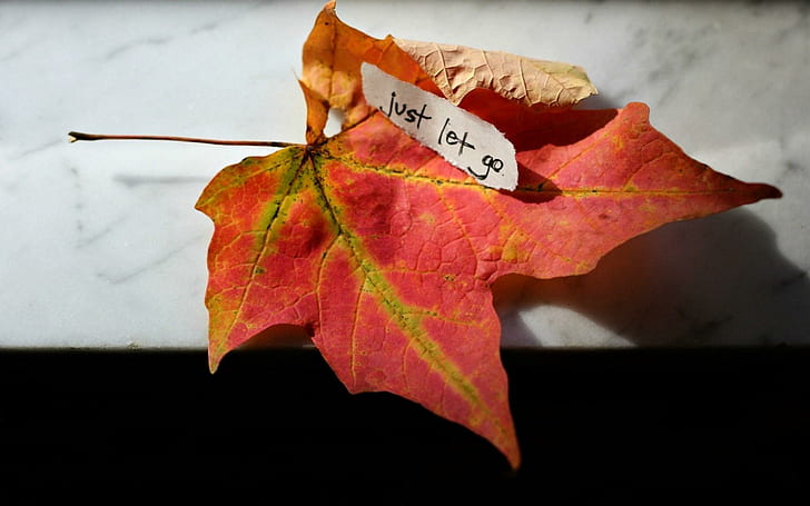 ملاحظة ورقة القيقب الخريف ، ملاحظة ، ورقة الشجر ، القيقب ، الخريف، خلفية HD