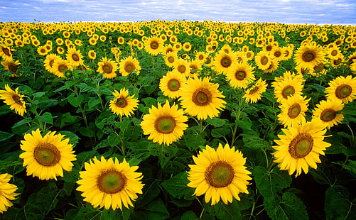 sunflower field, sunflowers, field, summer, green, sky, HD wallpaper HD wallpaper