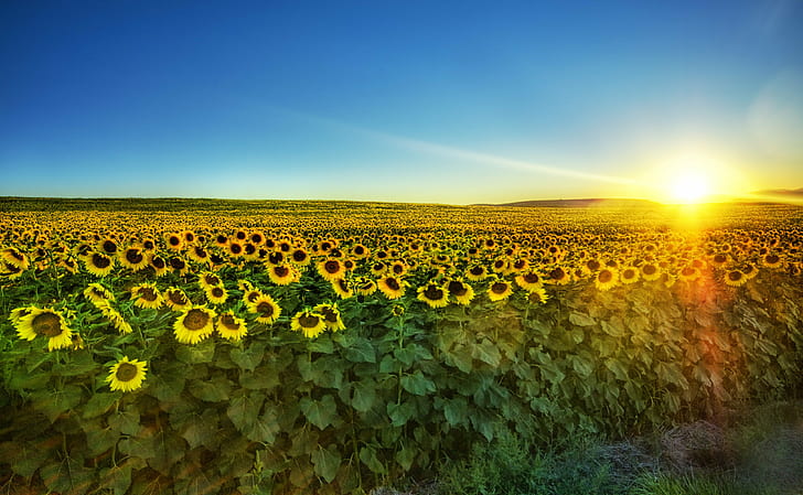 sunflower field across horizon during sunrise, sunflowers, sunflowers, Sunflowers, Sunset, sunflower, field, horizon, sunrise, Montana, Hdr, d2x, Portfolio, colorful, butte, bozeman, pretty, fields, sun, blue  sky, Photographer, Pro, Nikon, Photography, Amazing, Lovely, Emotions, Beautiful, Stunning, Shot, Shoot, Capture, Image, Picture, Edge, Angle, Composition, Processing, Treatment, Fun, Framing, Unique, Background, resolution, Artist, lighting, Light, reflections, tones, Mood, WallPaper, cool, magical, texture, Perfect, surreal, exposure, painting, yellow  green, nature, agriculture, rural Scene, summer, yellow, outdoors, plant, flower, sky, sunlight, farm, landscape, meadow, sunrise - Dawn, HD wallpaper