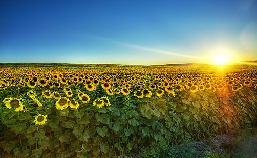 sunflower field across horizon during sunrise, sunflowers, sunflowers, Sunflowers, Sunset, sunflower, field, horizon, sunrise, Montana, Hdr, d2x, Portfolio, colorful, butte, bozeman, pretty, fields, sun, blue  sky, Photographer, Pro, Nikon, Photography, Amazing, Lovely, Emotions, Beautiful, Stunning, Shot, Shoot, Capture, Image, Picture, Edge, Angle, Composition, Processing, Treatment, Fun, Framing, Unique, Background, resolution, Artist, lighting, Light, reflections, tones, Mood, WallPaper, cool, magical, texture, Perfect, surreal, exposure, painting, yellow  green, nature, agriculture, rural Scene, summer, yellow, outdoors, plant, flower, sky, sunlight, farm, landscape, meadow, sunrise - Dawn, HD wallpaper HD wallpaper