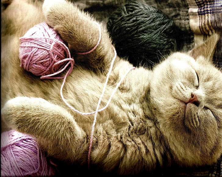ฉันกำลังนอนหลับลูกแมวสีเบจแมวนอนหลับไหมพรมสัตว์, วอลล์เปเปอร์ HD