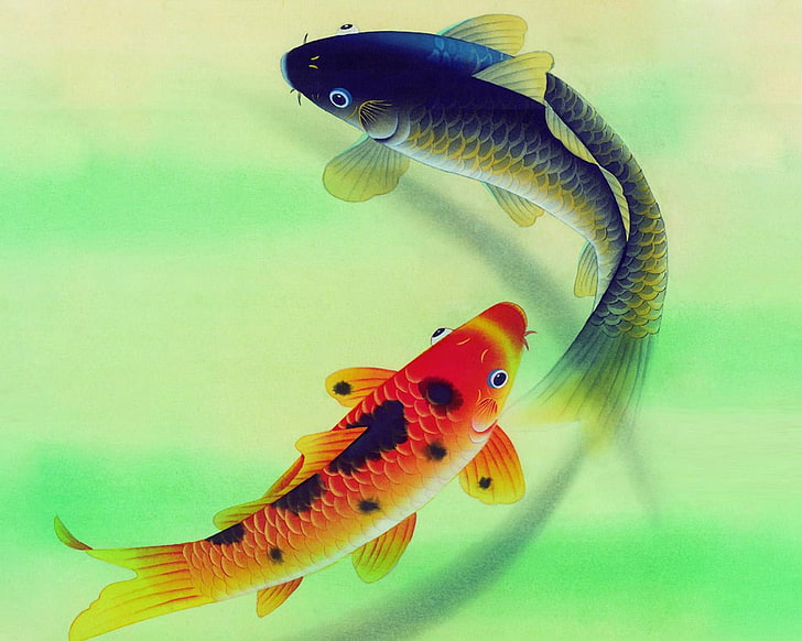 orange and blue koi fishes, fish, pair, carp, HD wallpaper
