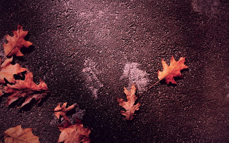 folhas de outono, HD papel de parede