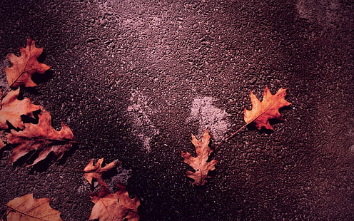 jesienne liście, Tapety HD HD wallpaper
