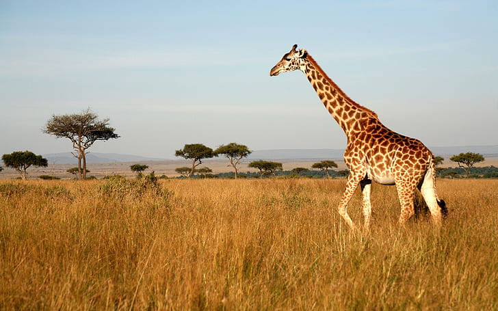 Giraffe Motion Through Dry Grass, Endless Savannah Trees Wallpaper For Desktop 3840×2400, HD wallpaper