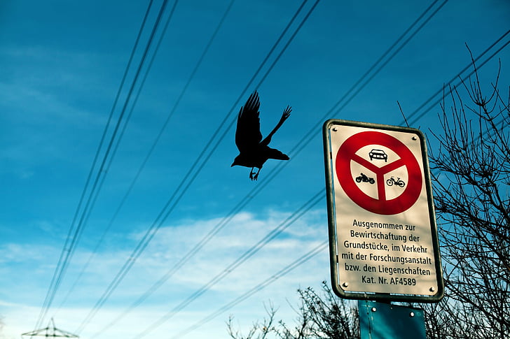 Animal, Crow, Bird, Flight, German, Notice, Scripture, Sign, Switzerland, Wire, HD wallpaper