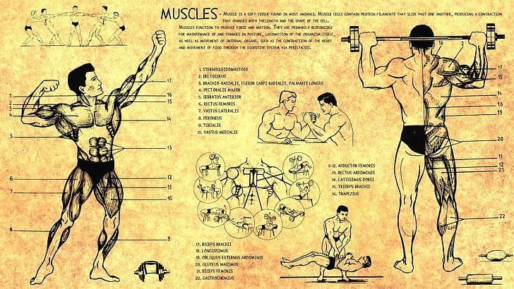 解剖学、体、ボディービル、人間、筋肉、スキーム、トレーニング、 HDデスクトップの壁紙