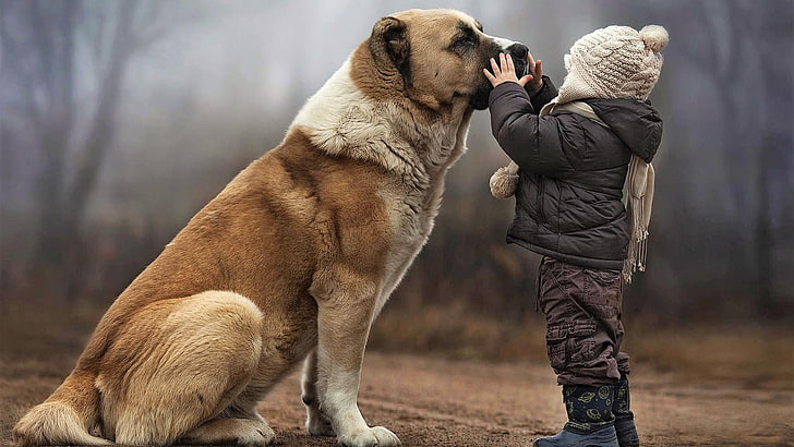 animal, warmth, dog, child, fur, HD wallpaper