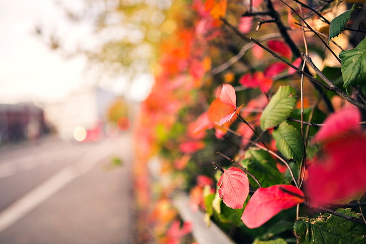 осень, листья, макро, ветки, красный, зеленый, фон, дерево, розовый, широкоформатные, обои, размытие, полноэкранные, HD обои, полноэкранные, HD обои