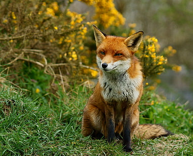 кафява лисица, заобиколена от растения, лисица, животно, червена лисица, бозайник, природа, дива природа, гора, на открито, месоядно животно, животни в дивата природа, кучешки, сладък, HD тапет HD wallpaper