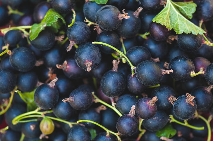 berries, black, currants, HD wallpaper