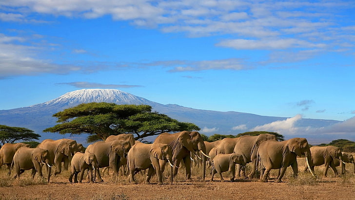 Animal, Elephant, Africa, Mount Kilamanjaro, Mountain, Savannah, Tree, HD wallpaper