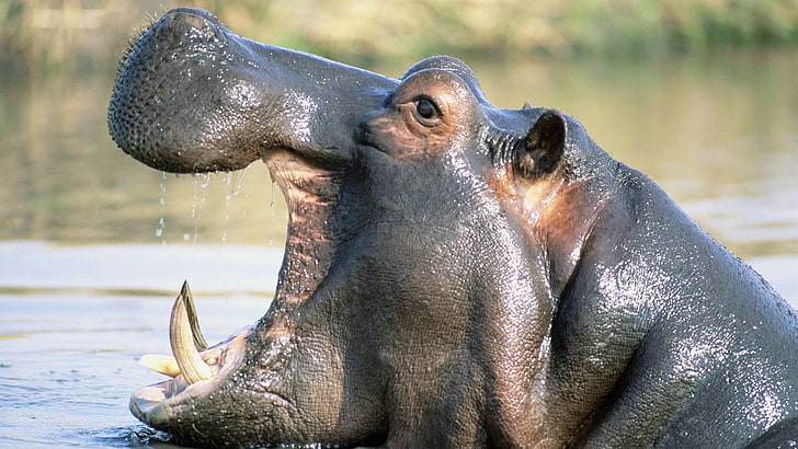 black hippopotamus, hippopotamus, water, swim, grin, cry, HD wallpaper