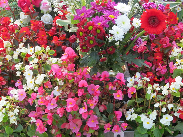 Floral Fushion, floral, flora, blooms, plants, flowers, HD wallpaper