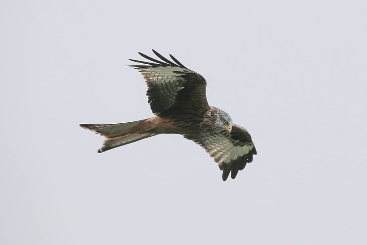brown and white eagle, red kite, bird, predator, flight, HD wallpaper