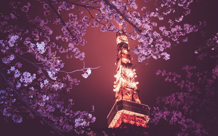 cherry blossom latar belakang desktop yang indah, Wallpaper HD
