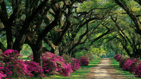 Аллея дубов весной, Луизиана, весна / лето, HD обои HD wallpaper